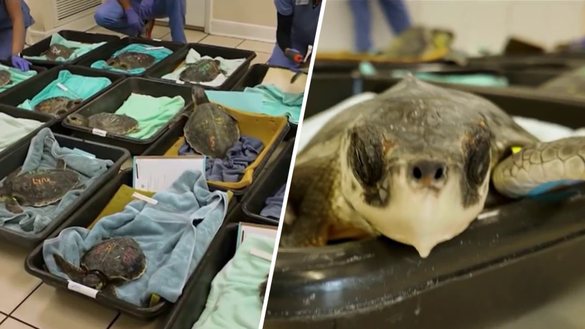 Twenty critically endangered sea turtles are getting some much needed TLC.