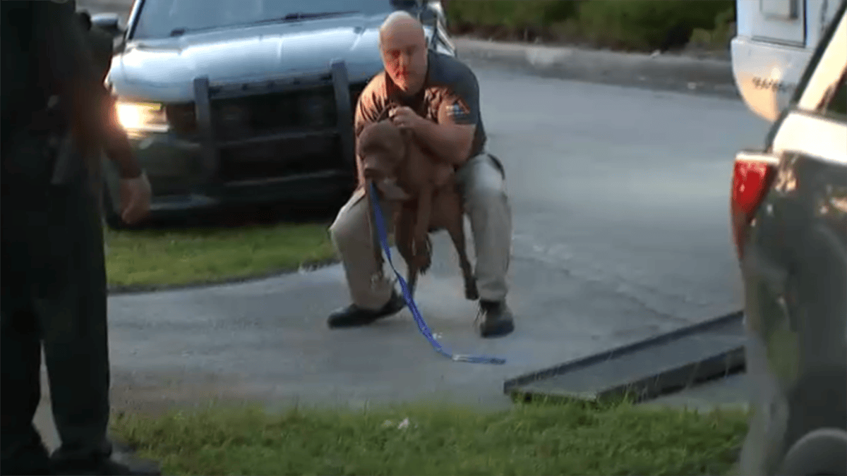A woman was hospitalized after a dog attack in Oakland Park – NBC 6 ...