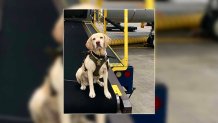 K-9 Roxy