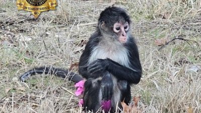 Monkey in tutu escapes from a home