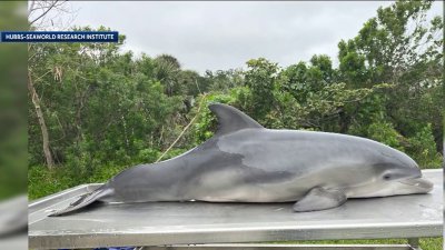 Bird flu killed three dolphins in Florida, testing finds