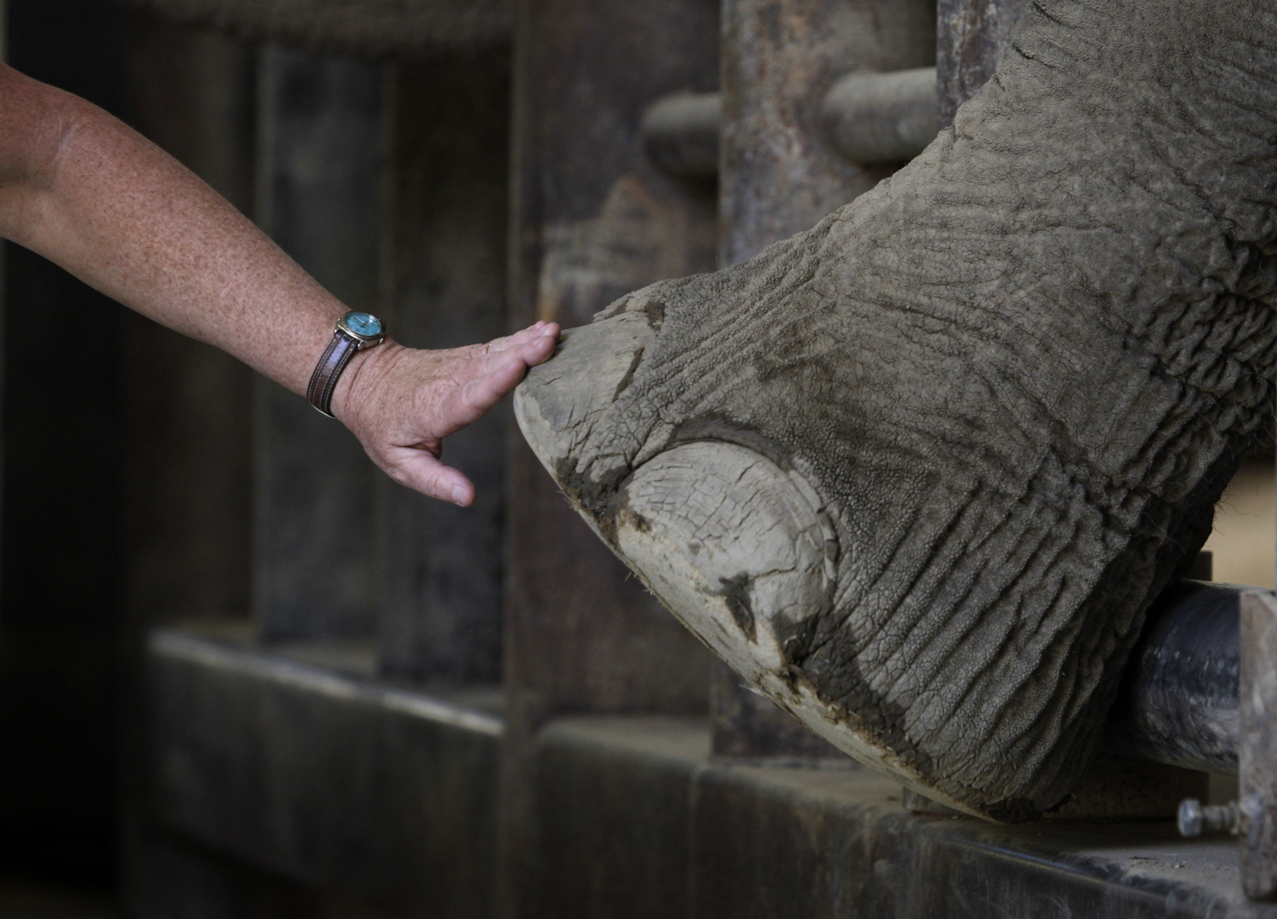 Elephants can't pursue release from zoo because “they're not human