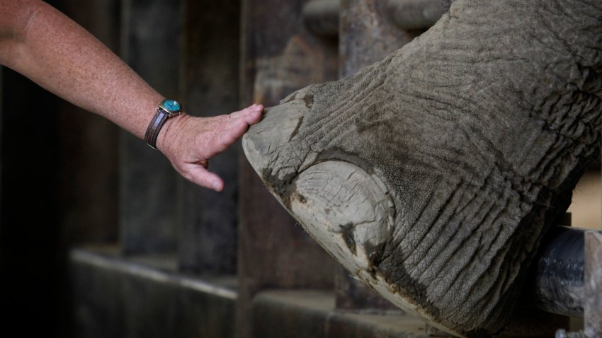 File. Veterinarian Jackie Gai examines one of Asian elephant Nicholas’ hooves at the PAWS sanctuary in San Andreas, Calif.