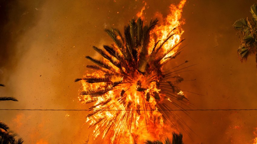 A palm tree burns during the Palisades Fire in the Pacific Palisades neighborhood of Los Angeles, on Tuesday, Jan. 7, 2025.