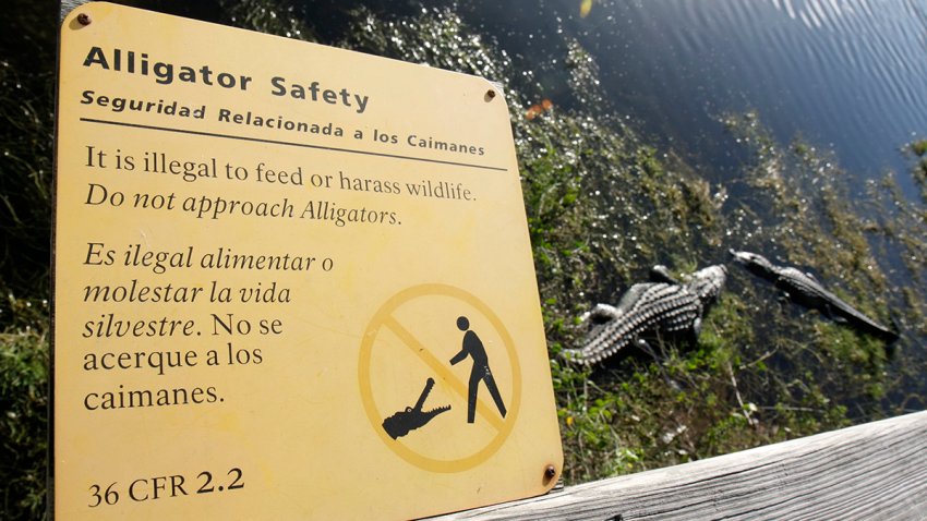 An alligator safety sign at the Big Cypress National Preserve Visitor Center. (Photo by: Jeffrey Greenberg/Universal Images Group via Getty Images)