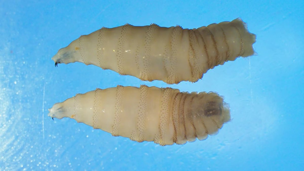Florida enacts emergency rules for screwworm, parasitic fly found in Texas
