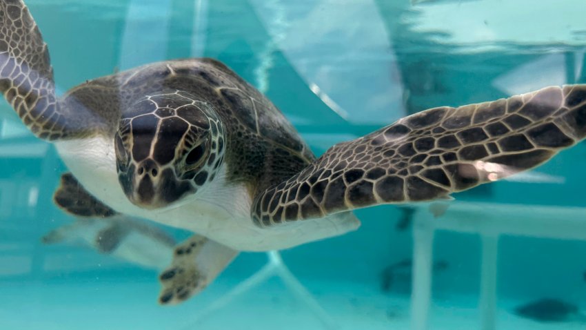 A green sea turtle swimming