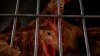 USDA says it accidentally fired officials working on bird flu and is trying to rehire them