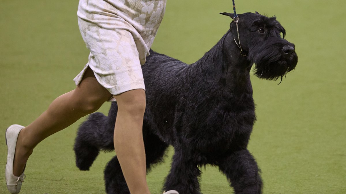 Giant schnauzer named Monty wins best in show at Westminster Kennel Club