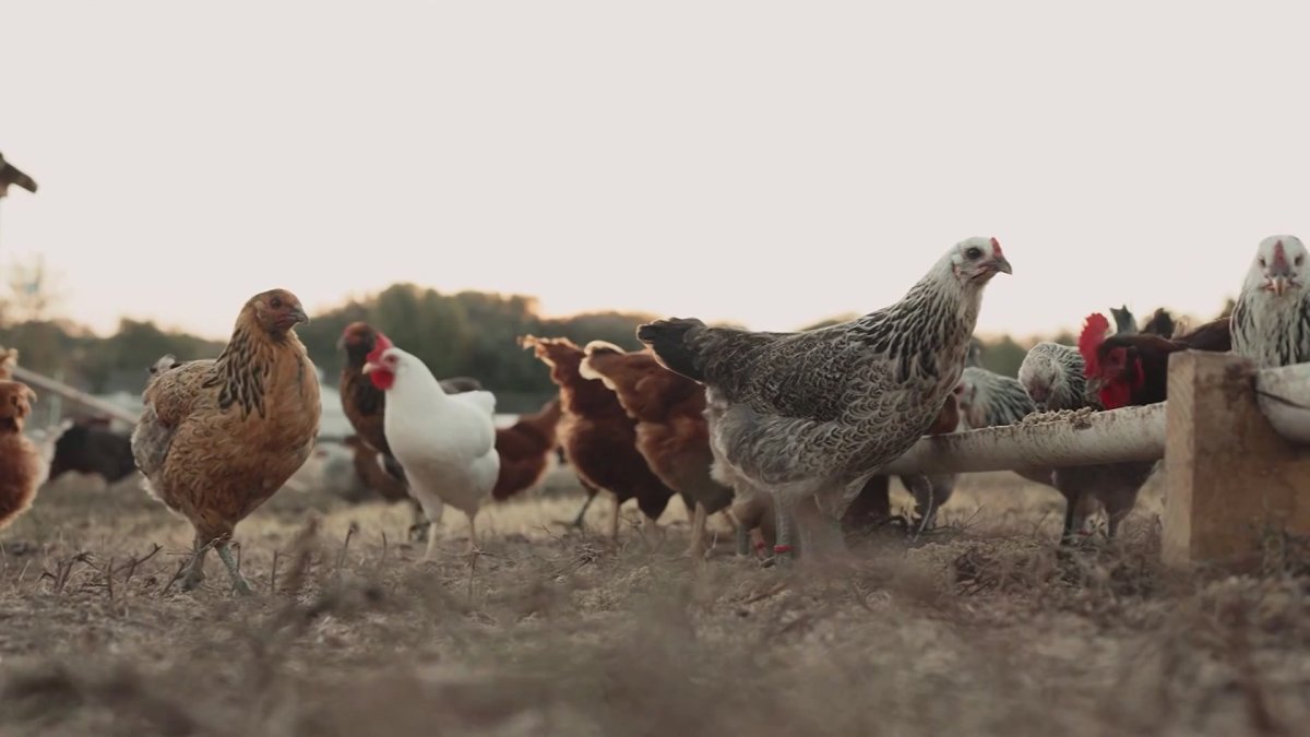 Higher egg prices leading some consumers to novel idea: rent chickens