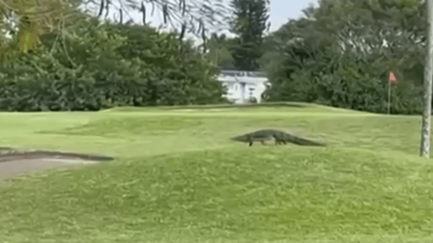 An American crocodile is getting a lot of attention at Orangebrook Golf & Country Club, where it’s been caught on camera recently strutting on the greens.