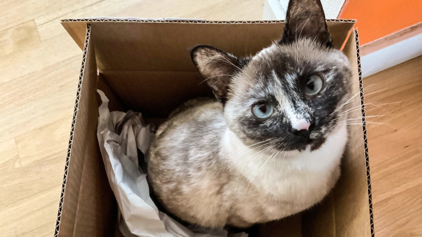 Tim Hanson's cat Kira