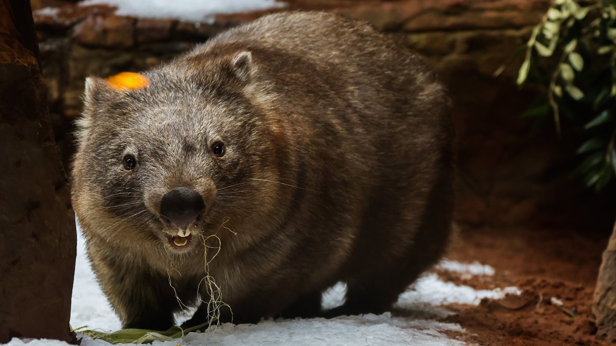 American influencer apologizes for snatching a baby wombat in viral video that caused outrage