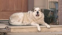 Buford, an Anatolian Pyrenees