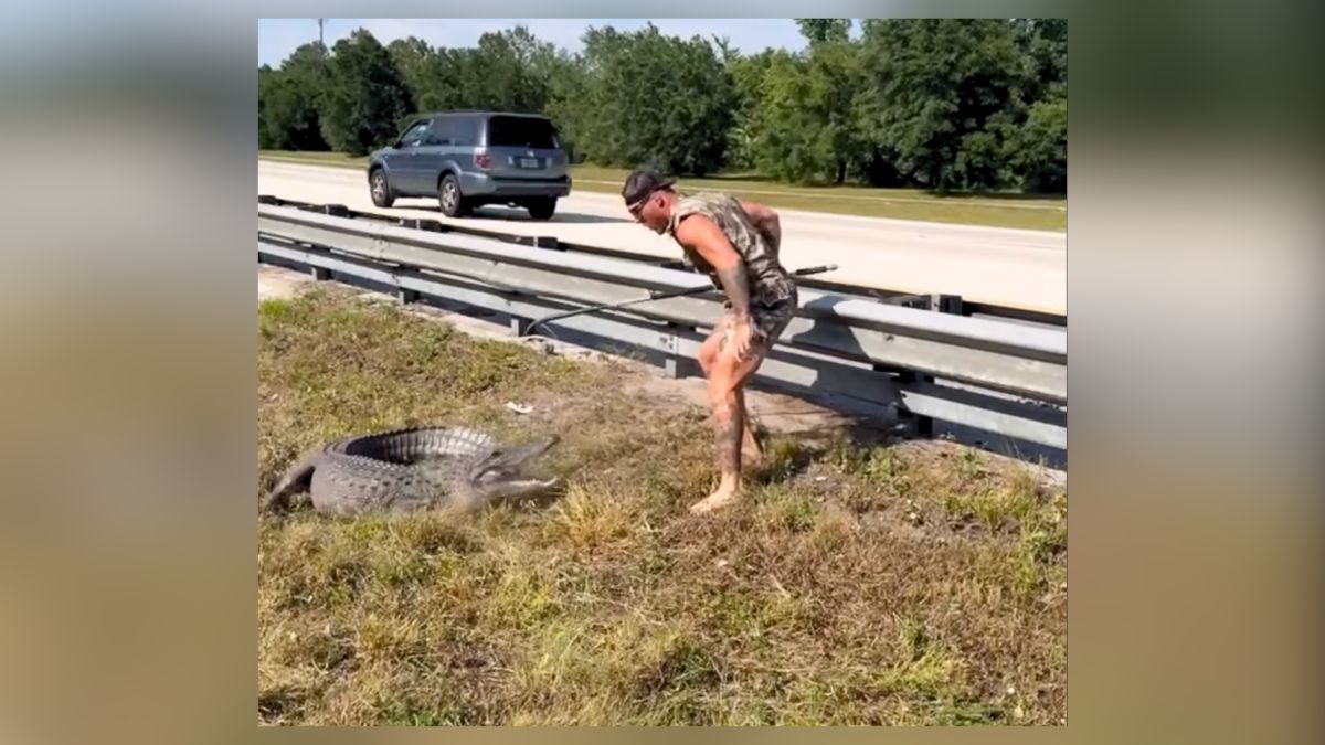 'Only in Florida': Barefoot man helps police trap alligator on highway