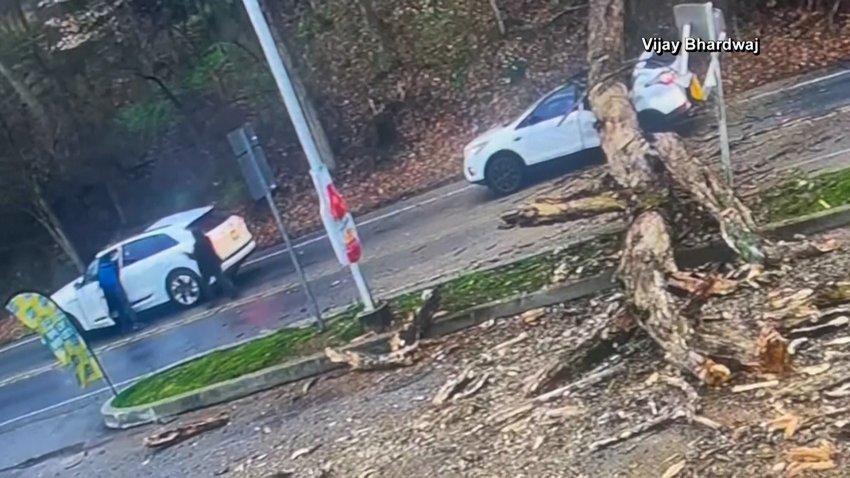 WATCH: Falling tree smashes SUV, driver escapes