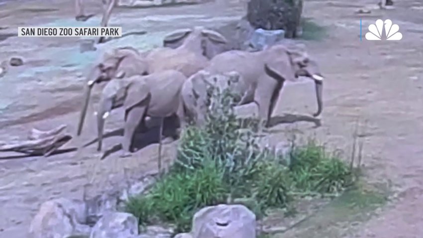 WATCH: Elephants form ‘alert circle' during earthquake at San Diego Zoo Safari Park