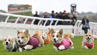 Participants take part in the Corgi Derby at Musselburgh Racecourse
