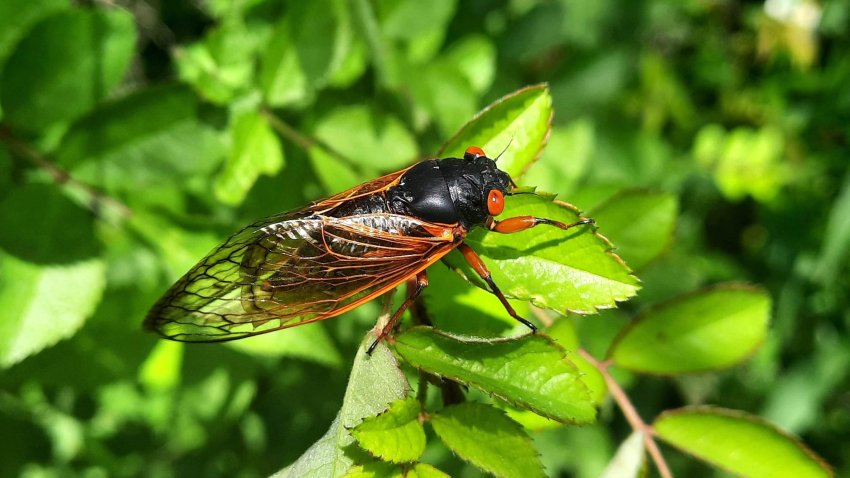Brood XIV cicadas, which are similar to these Brood X cicadas that emerged in 2021 in Pennsylvania, are expected in Pennsylvania late spring.