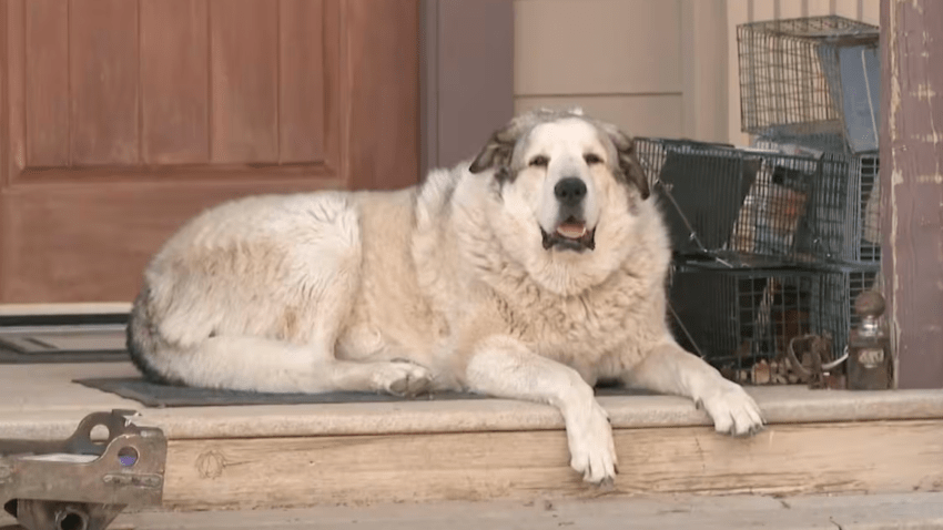 Buford, an Anatolian Pyrenees