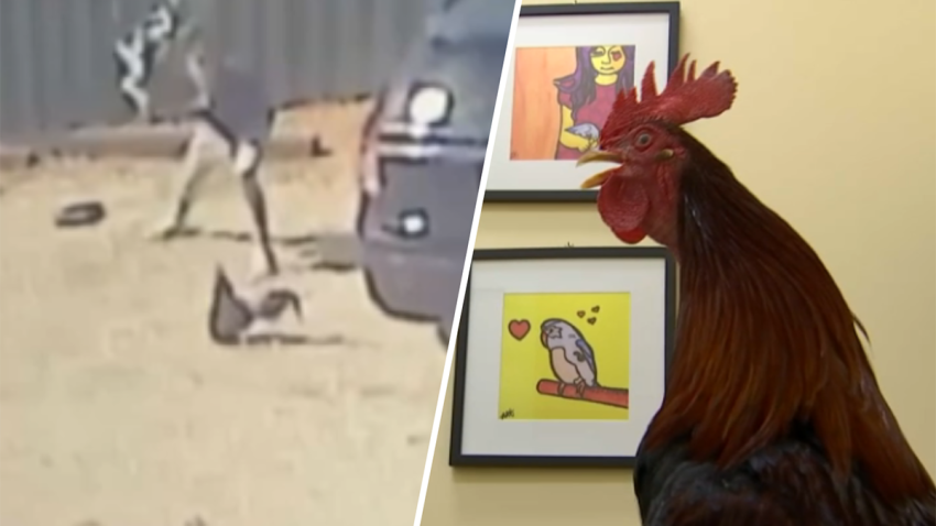 Roger the rooster has fully recovered after he was badly beaten in Fort Lauderdale.