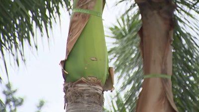 Palm tree belts in Pembroke Pines years after frond killed motorman