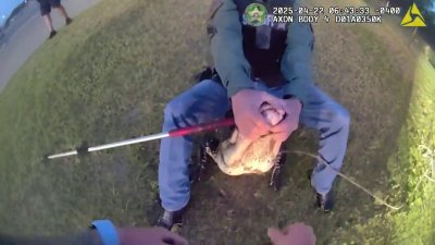 WATCH: Florida deputy in cowboy hat wrangles gator on high school campus