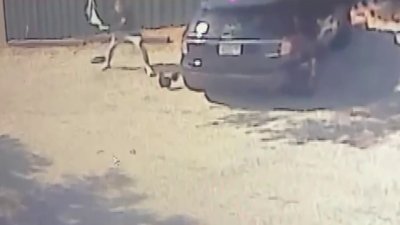 Rooster recovers after vicious attack in Fort Lauderdale that was caught on camera