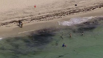 Sargassum season: Seaweed starts washing up on South Florida beaches