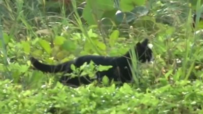 Proposal would ban feeding stray animals in Miami-Dade