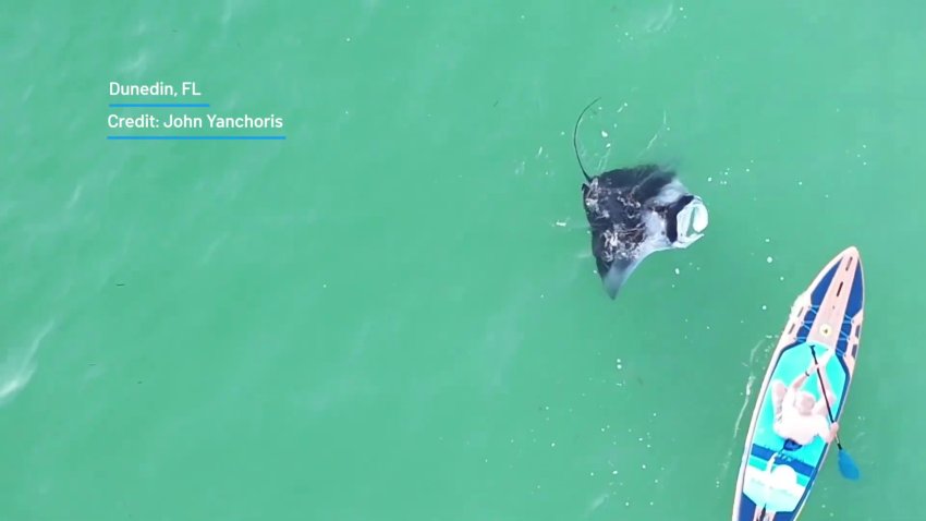 WATCH: Manta ray swims under paddleboarder with a splash off of Florida coast