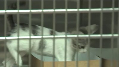 Broward County Animal Care Shelter Is Beyond Max Capacity, How You Can Help