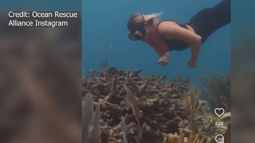 Guardians of the Reef, a snorkel-friendly artificial reef system