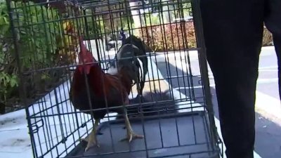 Beloved rooster gets new home after brutal beating