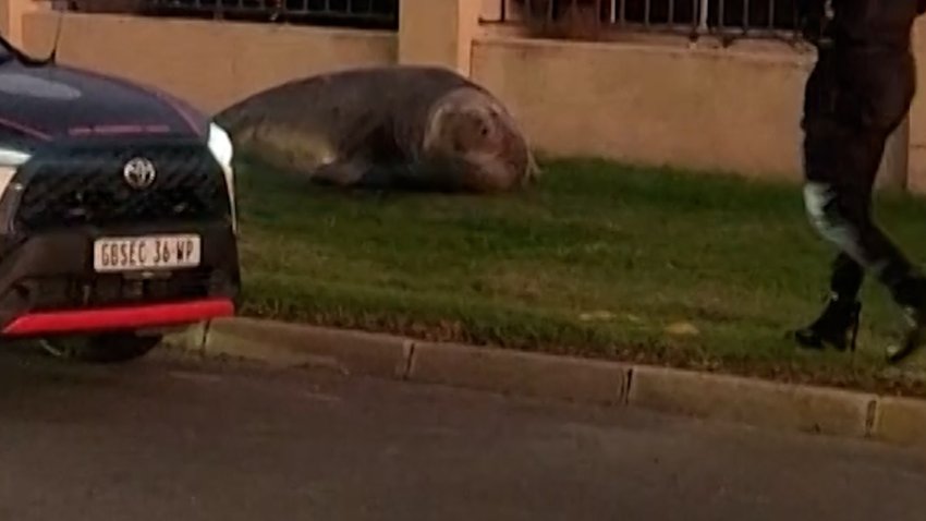Elephant Seal on the street
