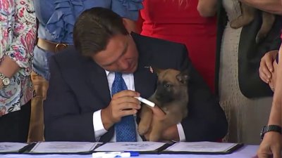 DeSantis signs law imposing tougher penalties for abandoning pets during disasters