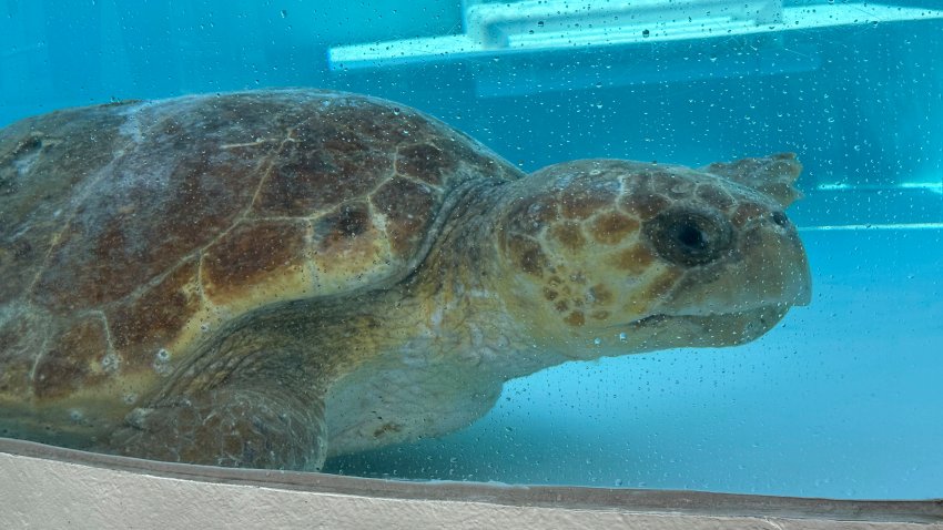 An adult female loggerhead sea turtle named Pennywise swims in a rehabilitation tank at Loggerhead Marinelife Center on Friday, May 23, 2025, in Juno Beach, Fla.