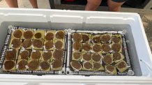 There are 1,050 baby corals that just arrived in the Florida Keys for their next step in a mission to restore the marine ecosystem.  Picture provided by the Florida Aquarium. 