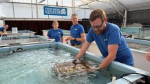 There are 1,050 baby corals that just arrived in the Florida Keys for their next step in a mission to restore the marine ecosystem.  Picture provided by the Florida Aquarium. 