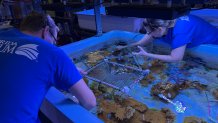 There are 1,050 baby corals that just arrived in the Florida Keys for their next step in a mission to restore the marine ecosystem.  Picture provided by the Florida Aquarium. 