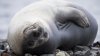 ‘How did you get here?' A large elephant seal is found lumbering along a South African street