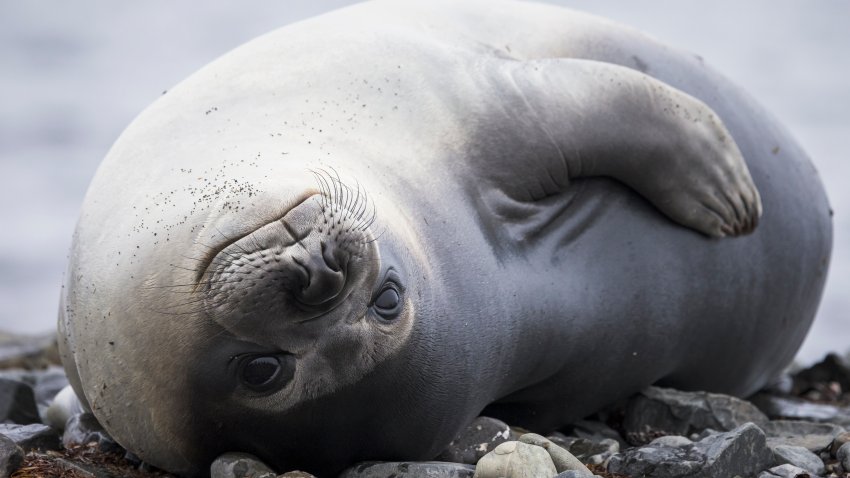 Southern elephant seal on Snow Island, South Shetland Islands, Antarctica