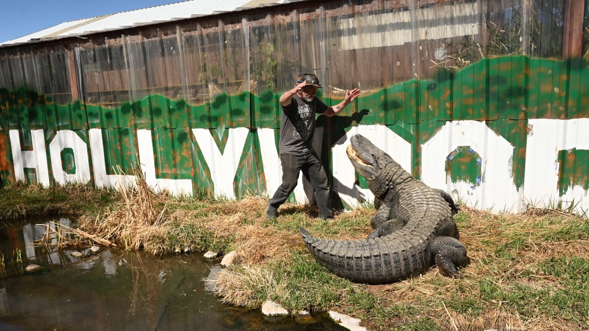 Alligator that starred in 'Happy Gilmore' dies of old age in Colorado Alligator that starred in 'Happy Gilmore' dies of old age in Colorado