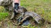 WATCH LIVE: Registration opens for 2025 Florida Python Challenge. What to know