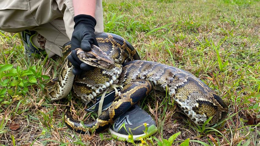 Burmese pythons are believed to have arrived in South Florida as pets in the 1980s and then were released by frustrated owners who got tired of feeding them mice and other live meals. (Miami Herald/Tribune News Service via Getty Images)