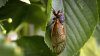 ‘Bourbon brood' cicadas start emerging in Kentucky after 17-year slumber