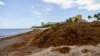 Seaweed levels in tropical Atlantic break all-time record in April: What to know