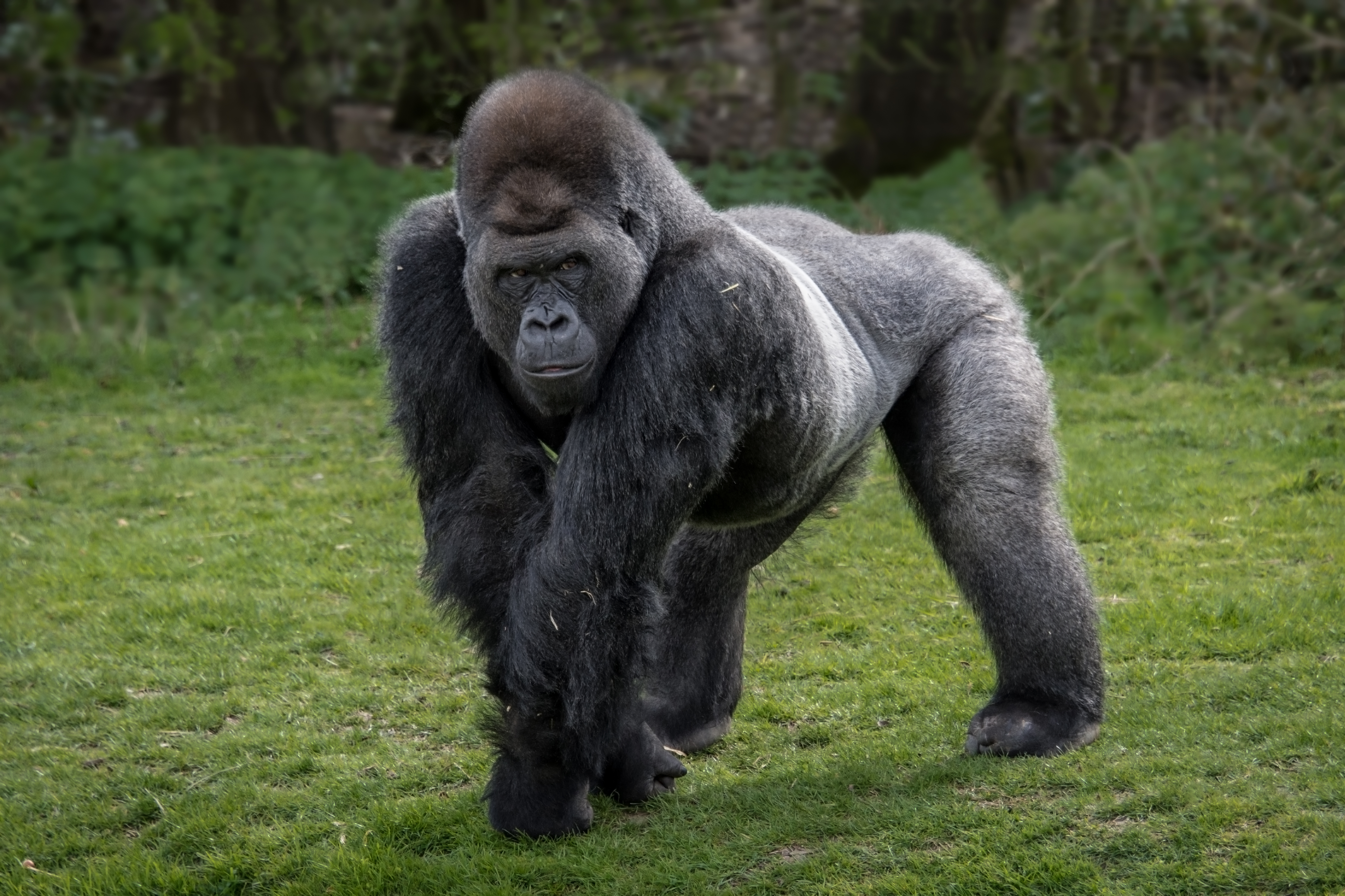 Could 100 men beat 1 gorilla in a fight? Internet brawling over viral question