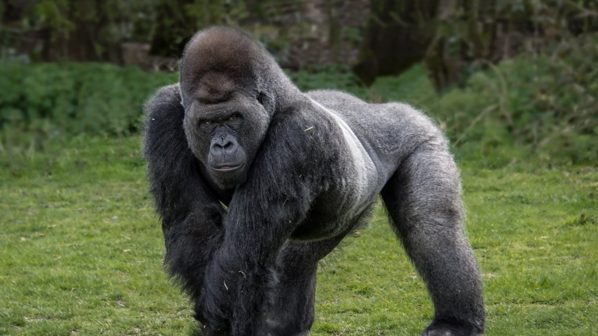 Could 100 men beat 1 gorilla in a fight? Internet brawling over viral question Could 100 men beat 1 gorilla in a fight? Internet brawling over viral question