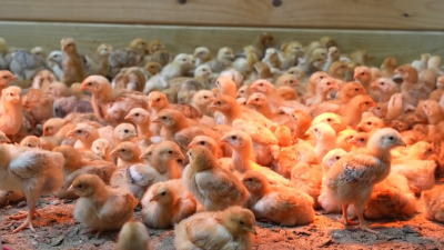 New video shows 8,000 chicks up for adoption after being abandoned in USPS truck